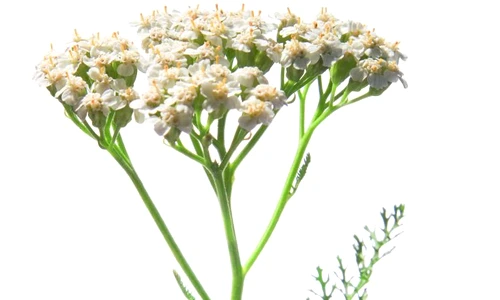 1 68238 original jpg jpeg