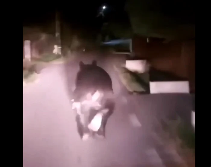 Captură video Instituția Prefectului Mureș