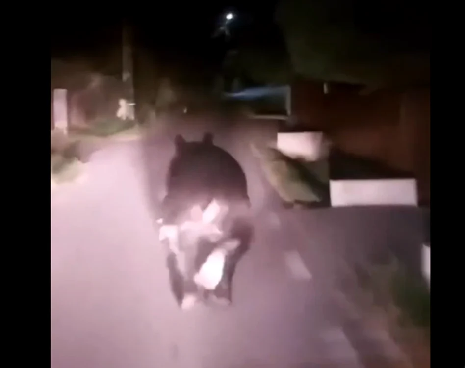 Captură video Instituția Prefectului Mureș