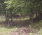 zimbri
