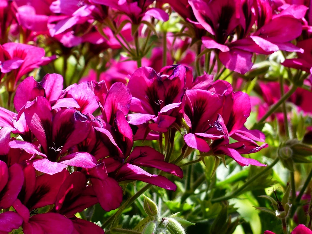 Mușcatele fac orice grădină mai frumoasă / foto: Pixabay