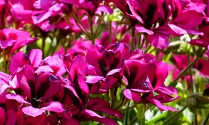 hans blossoms 167924 1280 jpg