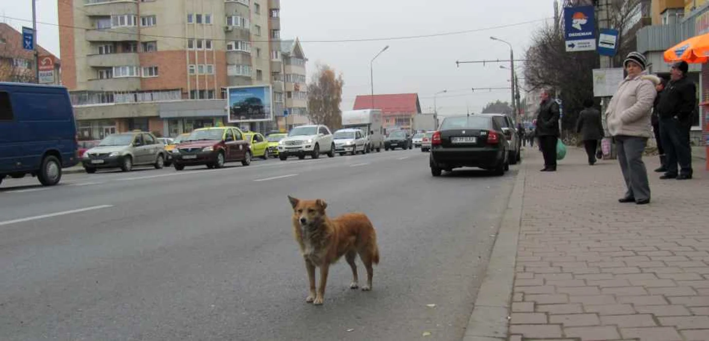 Pe străzile din municipiul Suceava sunt aproximativ 2.000 de câini fără stăpân