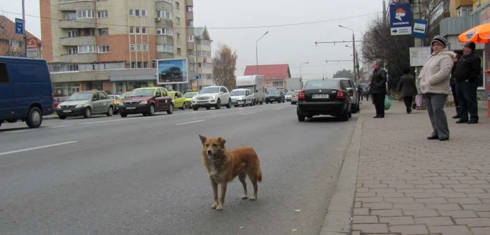 Pe străzile din municipiul Suceava sunt aproximativ 2.000 de câini fără stăpân