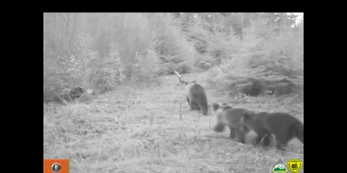 5ae37f94df52022f754f9aae jpg