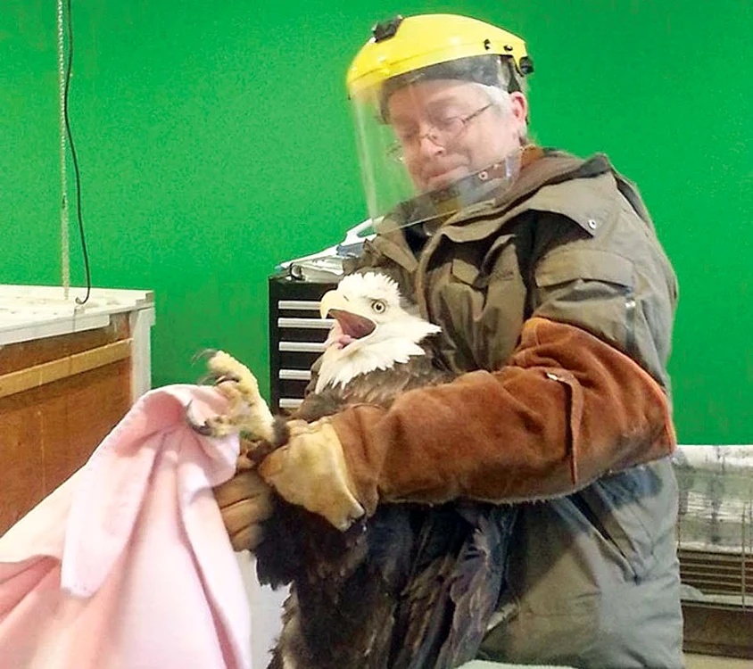 
    Birdzilla este  tratată de medici  
