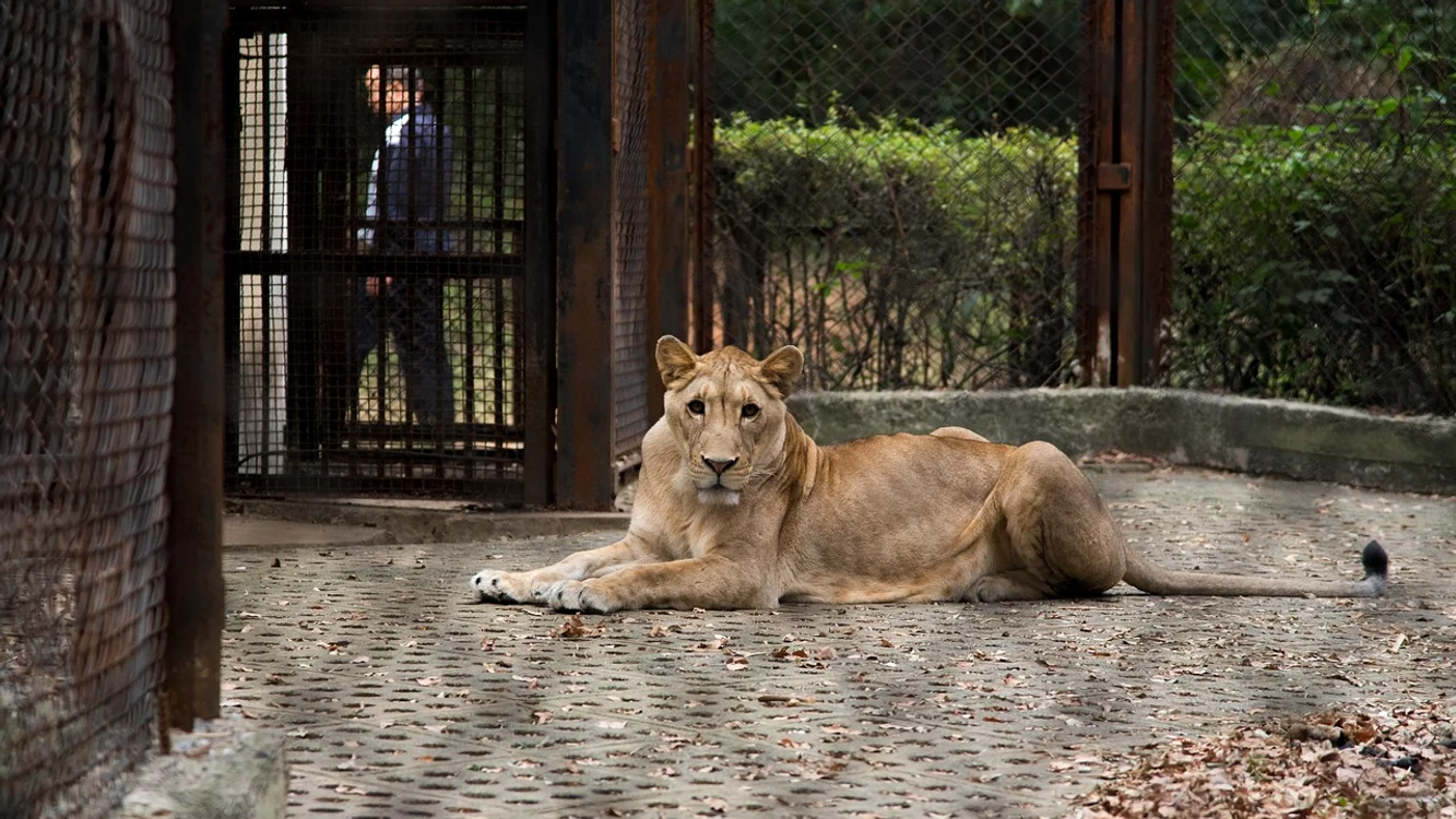 Animalele exotice, protejate de frig - Foto: Pixabay 