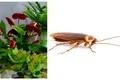 plante gandaci jpg