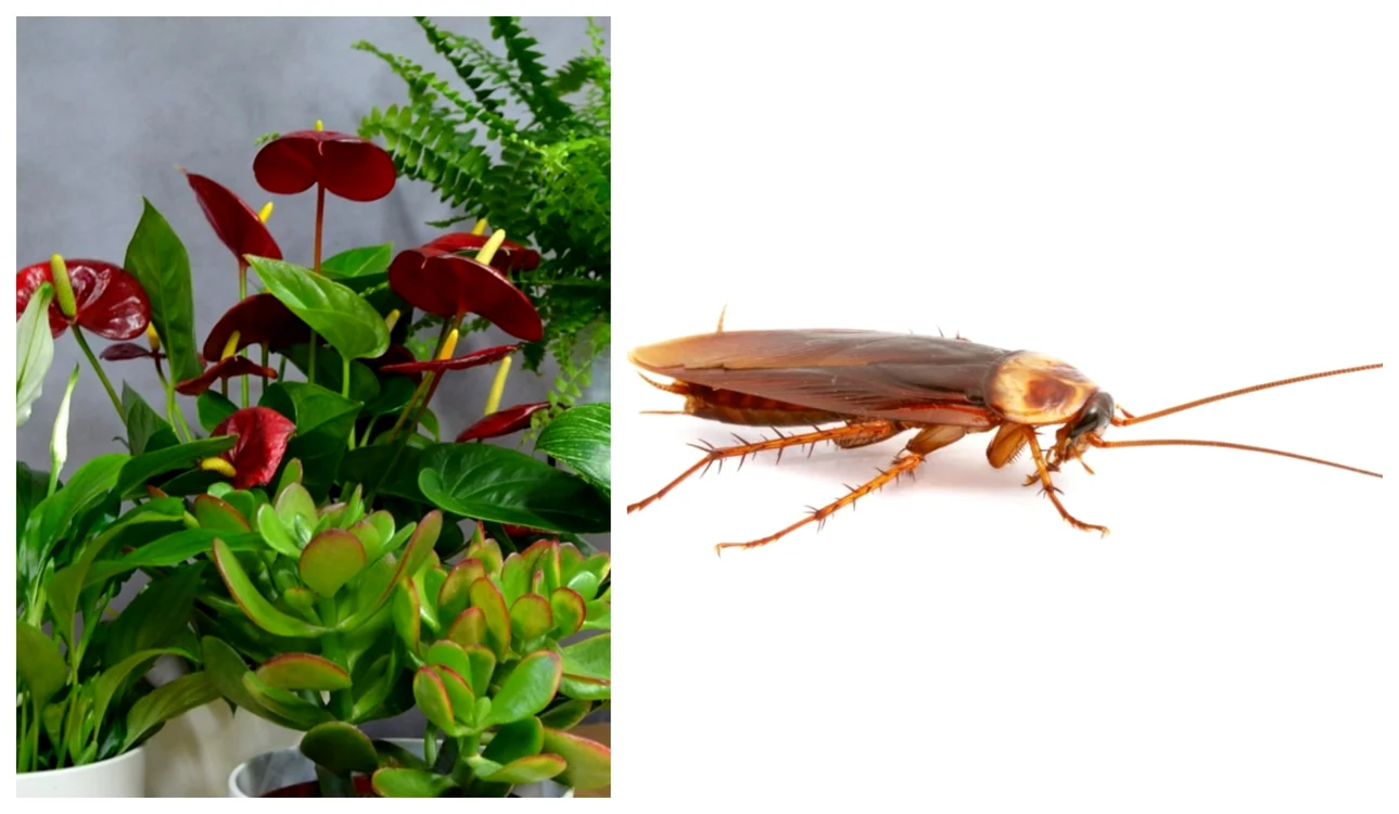 Planta care te ajută să scapi de gândaci