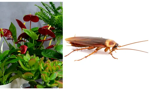 plante gandaci jpg
