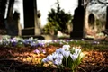 cimitir jpg