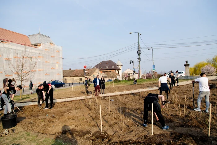 Plantare de copaci în Timişoara