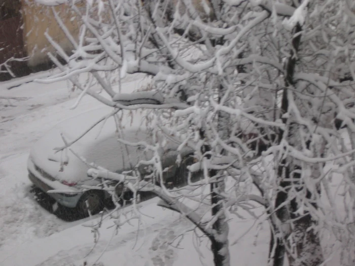Ninge în tot judeţul Arad FOTO arhivă Adevărul