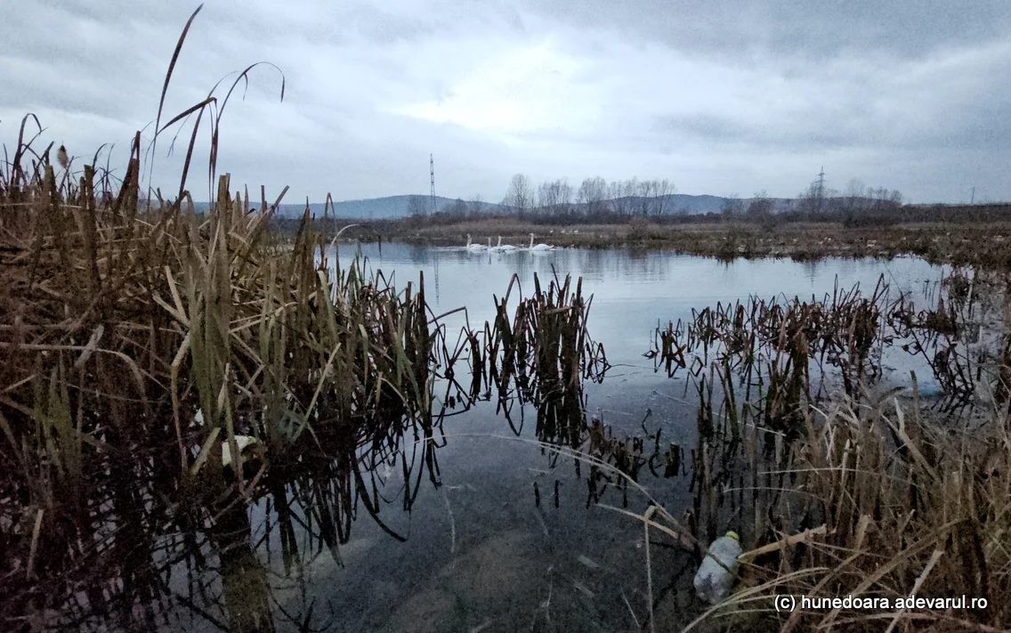 Lacul lebedelor de pe Râul Strei Foto Daniel Guță (65) jpg