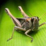 lacusta shutterstock 443354131 jpg
