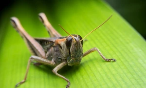 lacusta shutterstock 443354131 jpg