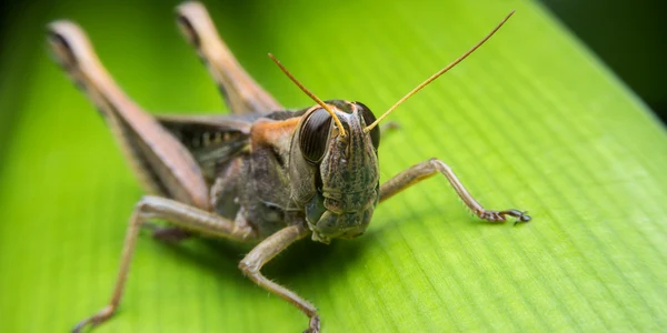 lacusta shutterstock 443354131 jpg