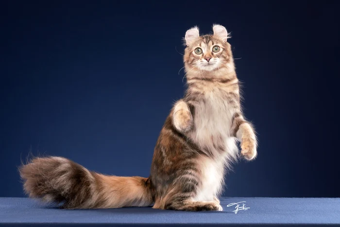 Campionatul Mondial Felin – FIFe World Winner Show 2025 (11) jpeg