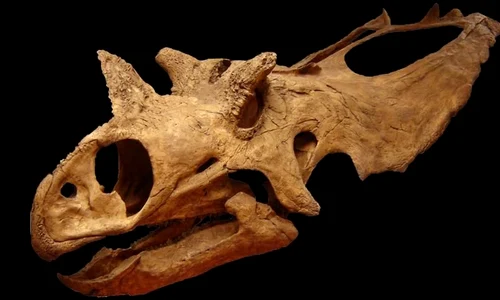 Două noi specii de dinozauri cu coarne, descoperite în SUA jpeg