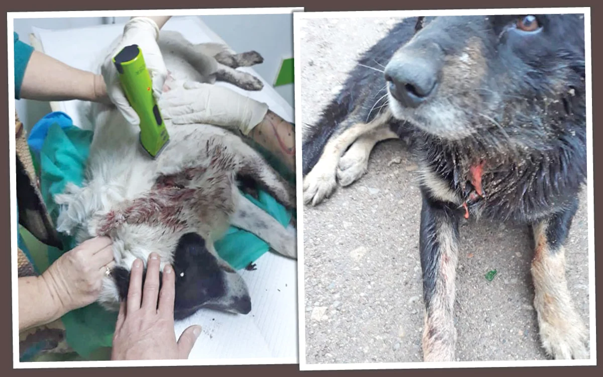 Medicii veterinari  au intervenit  de urgență pentru  a salva cățeii