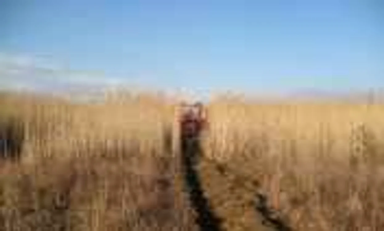 Fermierii cu terenuri agricole nelucrate nu vor mai încasa subvenții