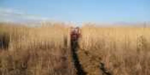 Fermierii cu terenuri agricole nelucrate nu vor mai încasa subvenții