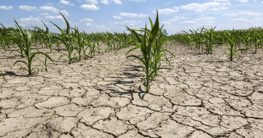 România, sub semnul secetei: mai mult de un milion de hectare, din 37 de județe, sunt afectate