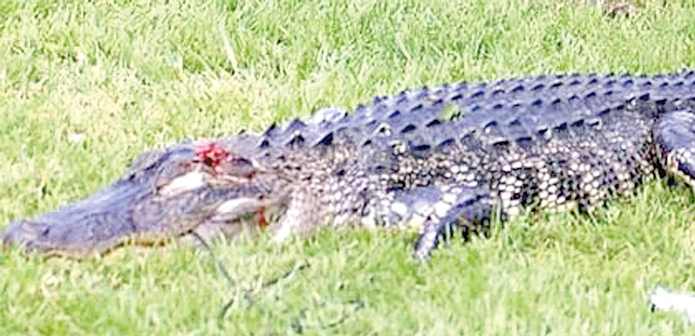 Crocodilul a fost ulterior împuşcat în cap de vecinul lui Steve