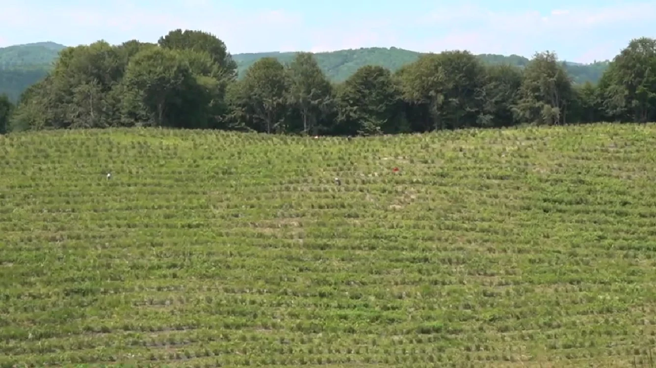 Cei doi au cultivat cu afini 14 hectare.  FOTO CJ Argeș