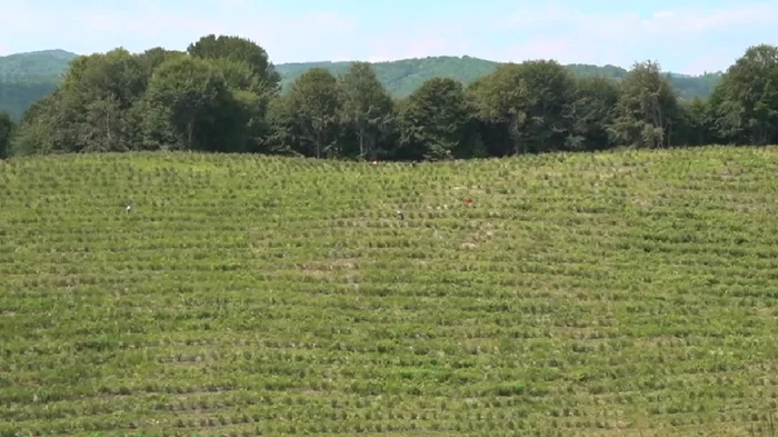 Cei doi au cultivat cu afini 14 hectare. FOTO CJ Argeș