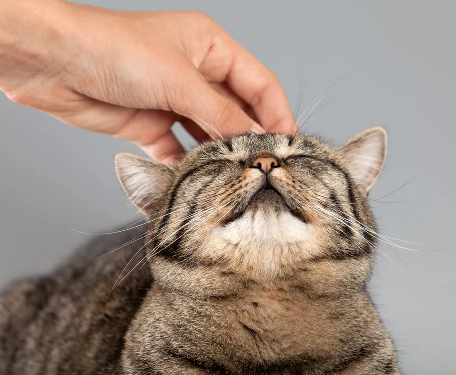 Flurbiprofenul, o substanţă prezentă în cremele destinate tratamentului artrozei la oameni, poate fi fatal pentru animalele de companie. FOTO: Shutterstock