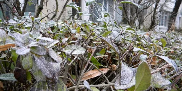 Bruma a făcut „spectacol“ în vegetație