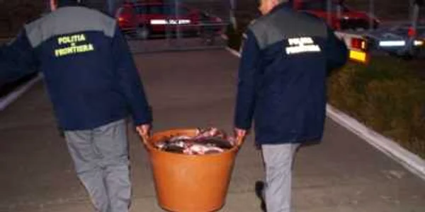  Cele 40 de kilograme de peşte au fost confiscate de poliţiştii de frontieră