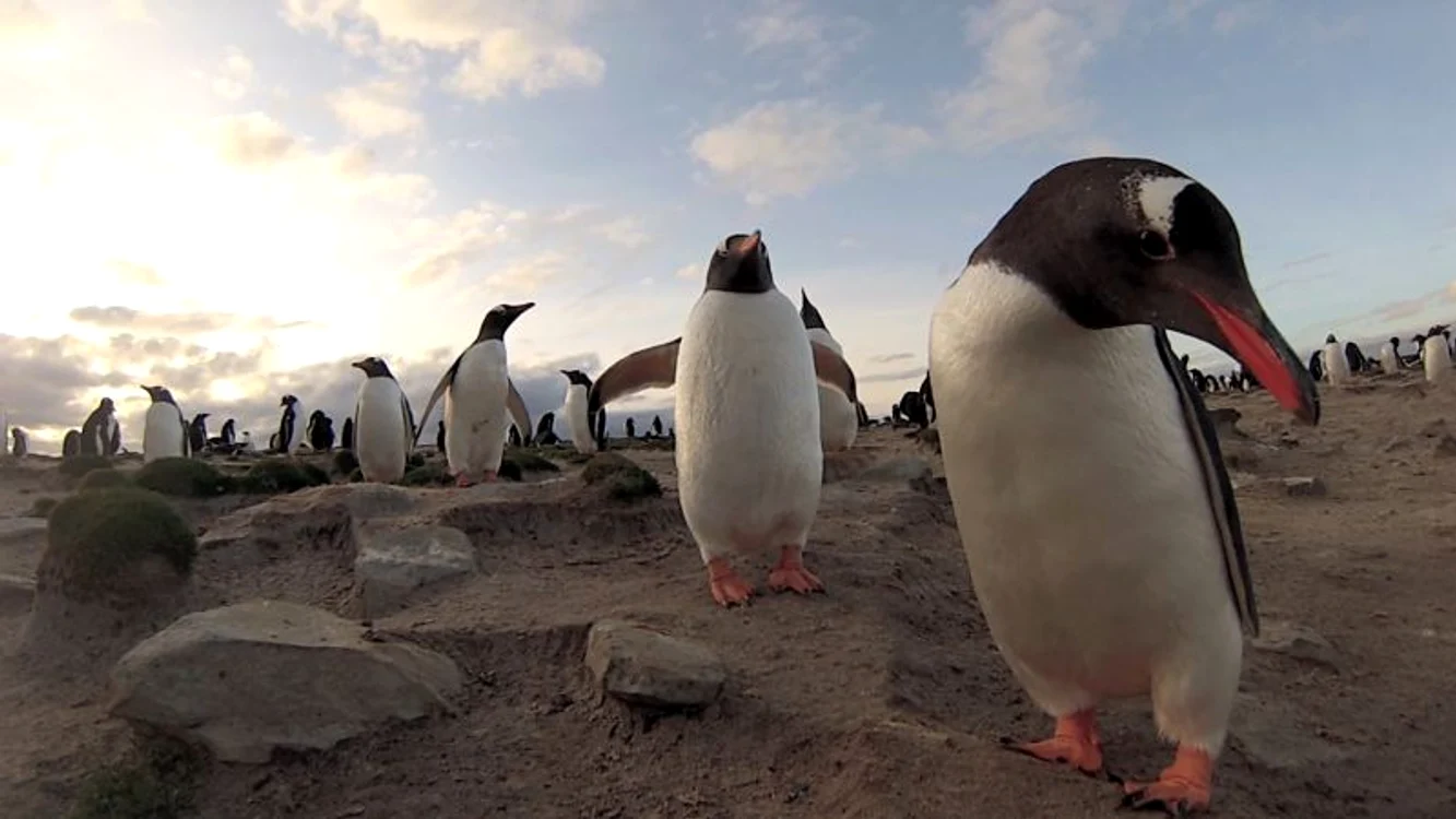 Pinguini (Foto: Photoland/Caters)