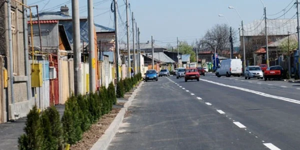 Arborii Tuia de pe Griviţa, preferaţii hoţilor