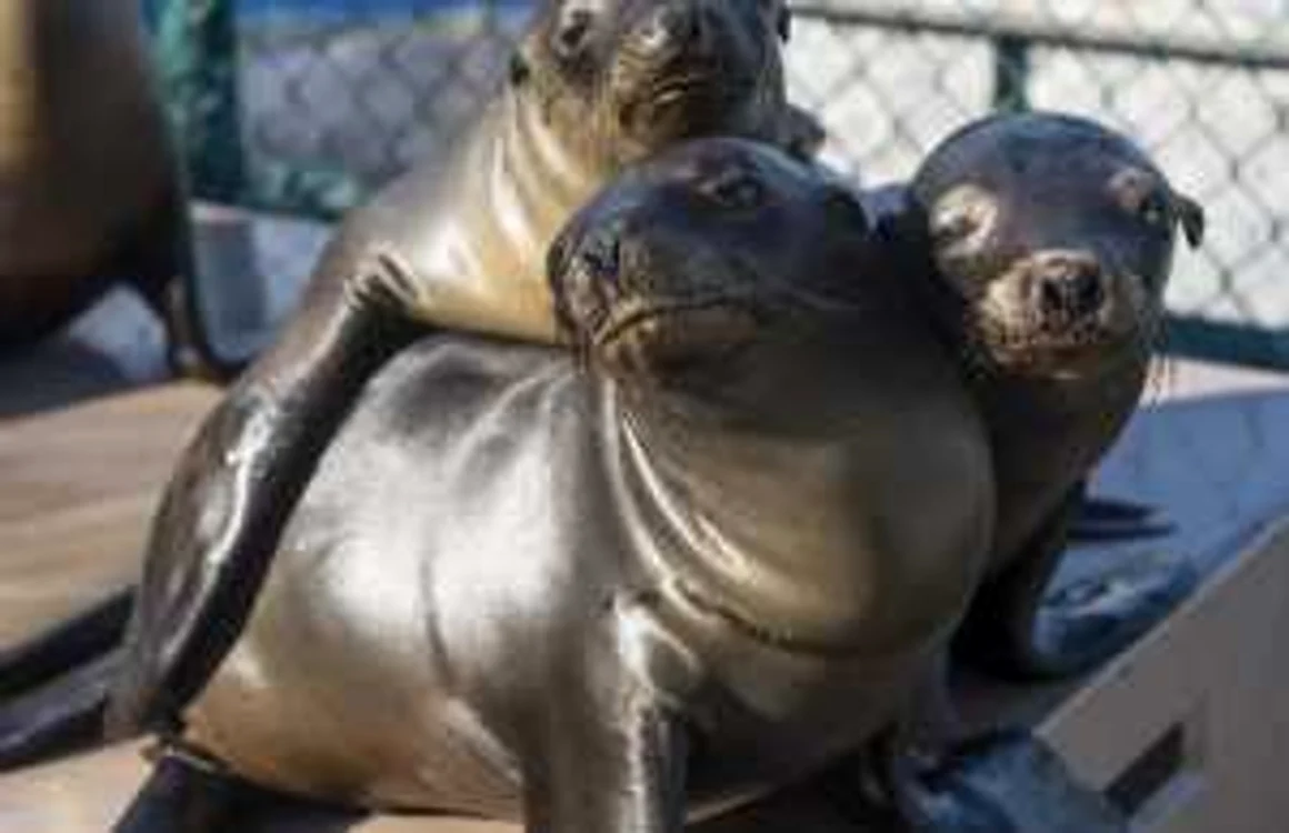Pui de leu de mare se recuperează la Centrul de salvare al animalelor din San Diego  SeaWorld în San diego california FOTO Guliver/Getty Images