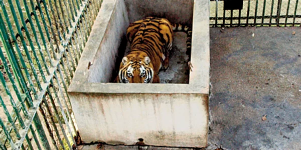 Animalele de la zoo trăiesc în condiţii improprii