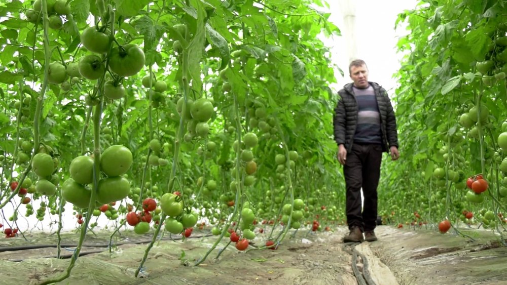 Scandalul roșiilor cu chimicale. Clipuri video prin care legumicultorii cinstiți vor să recâștige încrederea clienților VIDEO