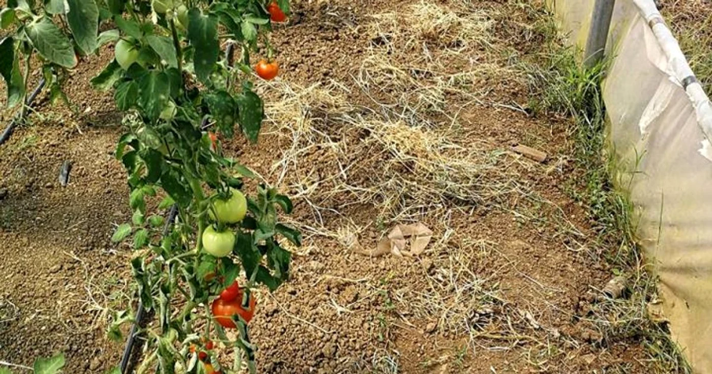 calarasi piperea