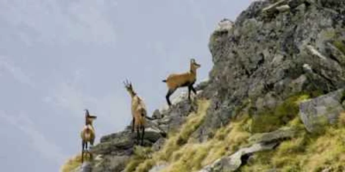 12 ghiduri pentru speciile de animale din Muntii Rodnei FOTO:ARHIVA