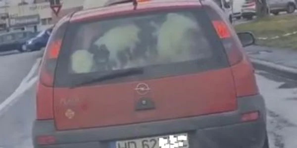 Cu viţelul în maşină 