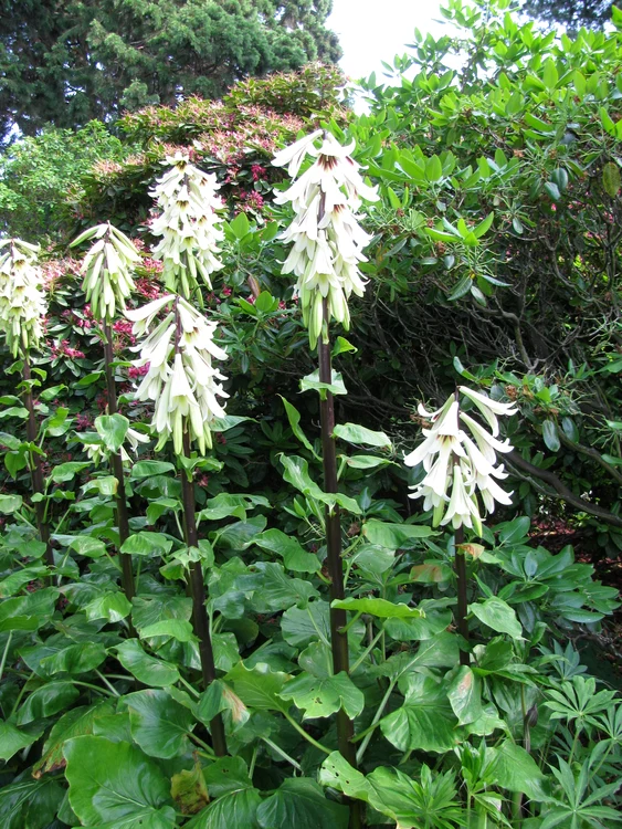 Plante care înfloresc rar: Crinul de Himalaya