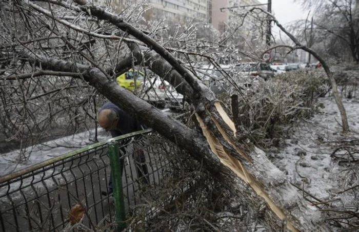 Sute de copaci au căzut din cauza stratului gros de gheaţă depus Foto INQUAM Photos