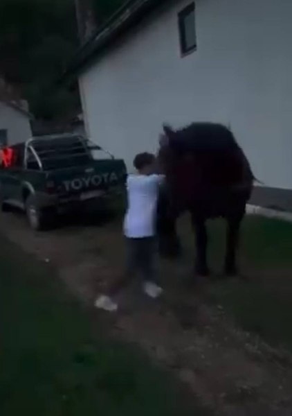 Act de cruzime în Bistrița-Năsăud: doi bărbați au forțat un cal să tragă o mașină de teren