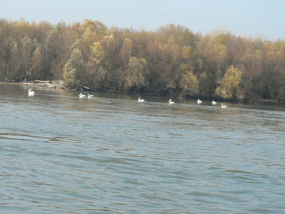 Peisaj de la Dunăre 