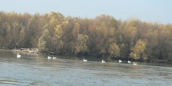 Peisaj de la Dunăre 