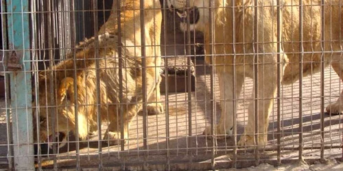 Cea mai mare relocare de lei din Europa