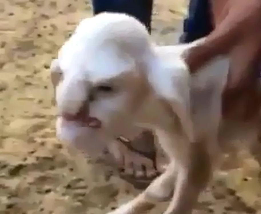 
    Mielul cu chipul unui bătrânel furios s-a născut într-o gospodărie din RusiaCaptură video  