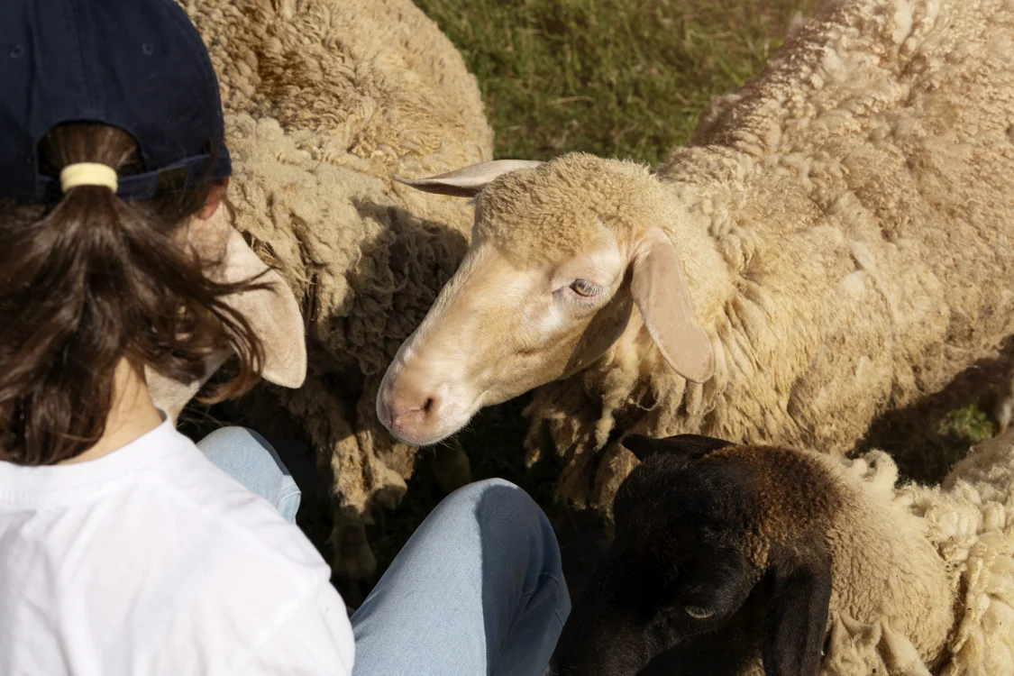 Ferme de animale, tot mai populare. Foto: Freepik.com