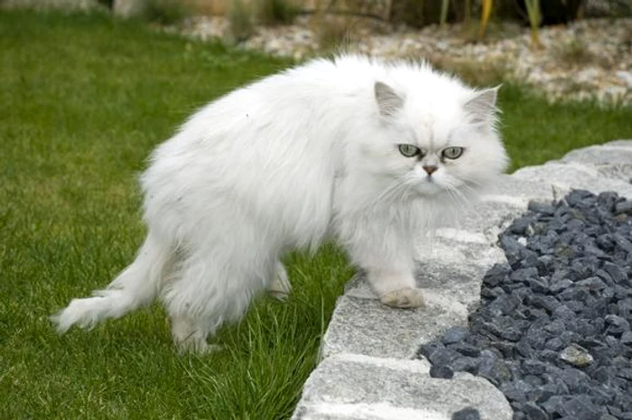 Aceste pericole ale părului de pisică pot fi multipleFoto: Hepta